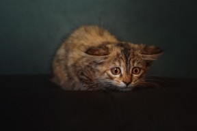 JIUYOU GAMING-中国篮球是否缺乏职业荣誉感激励体系，中国篮球队荣誉