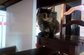 Jiuyou-马术障碍赛北京站惊险刺激引发围观，马术障碍团体赛