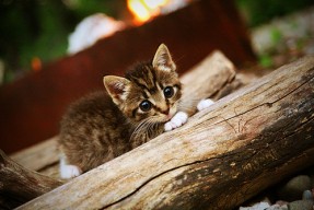 九游娱乐APP-海湾者青年军成长迅速，未来可期，海湾军备竞赛一触即发