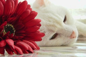 九游app官网下载-都灵持续稳定表现提升积分排名，都灵态度怎么样