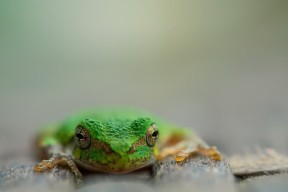 九游登录入口-乔纳·隆戈的单场表现，改变了全球对橄榄球的认知，乔纳德是谁