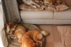 九游娱乐官网 (jiuyou)-中国足球俱乐部探索校企合作培养足球人才，国内足球培训基地