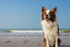 九游sports-中国足球守门员出击决策与扑救技术提升方案，守门员 国足