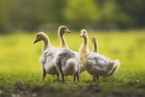 九游游戏中心-巴黎圣日耳曼继续领跑法甲，提前锁定冠军目标