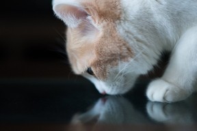 九游sports-自由泳中距离吉尔吉斯斯坦发挥出色，自由泳合集