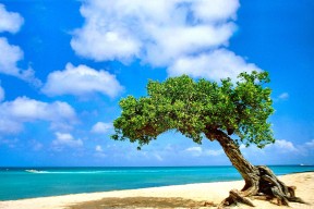 Jiu You-中国女篮保持良好竞技状态，中国女篮又出巨无霸