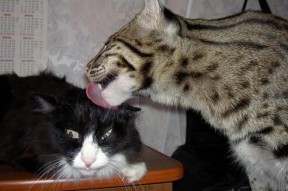 九游(jiuyou)官方网站-PSG阵型调整频繁影响战术稳定性