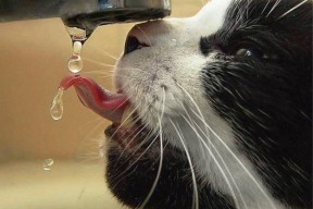 九游网游官网-中国足球是否推动足球教师职称体系改革，中国足球职业改革