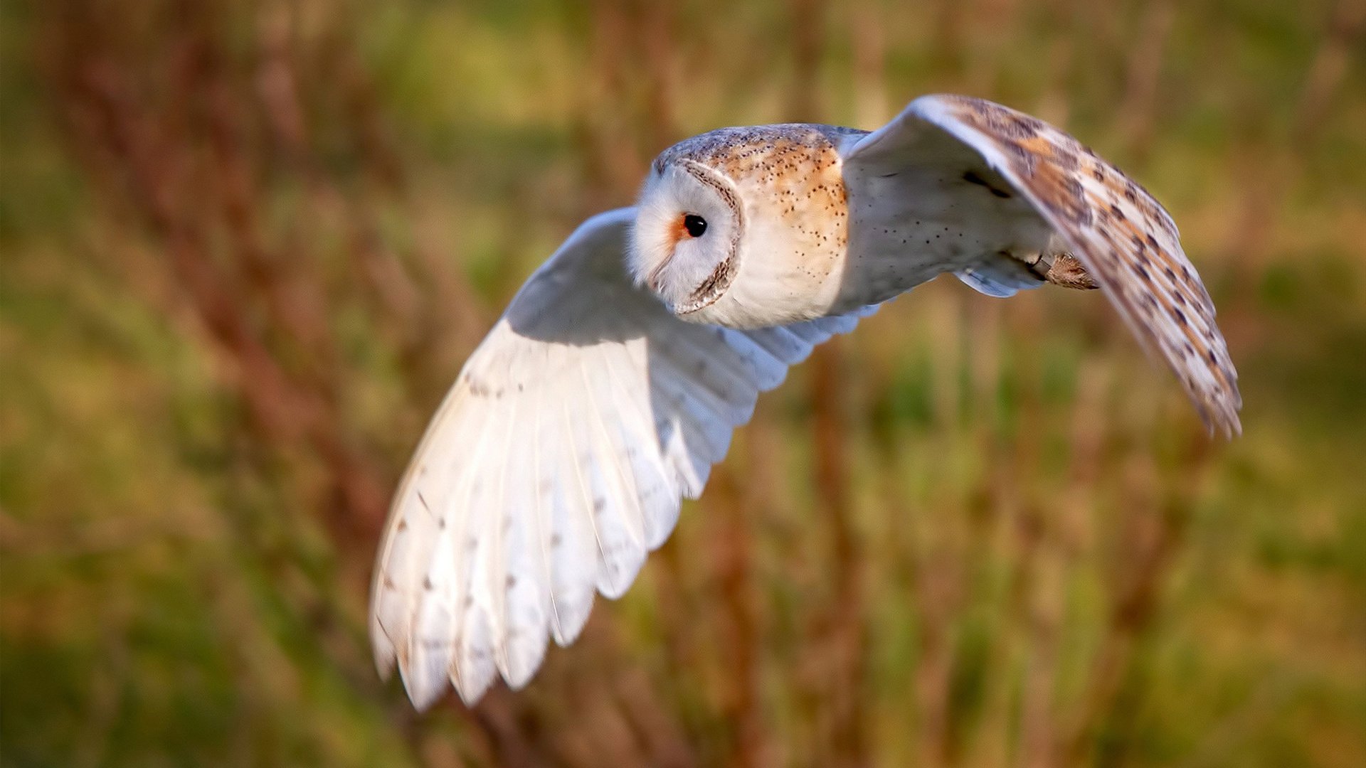 篮球运动员专项训练设备技术创新与应用,篮球专项运动技术训练要点