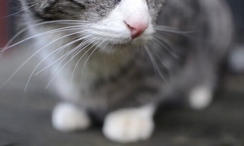 英超球员心率变异性在赛后疲劳恢复监测中的应用,心率变异性在训练中的应用