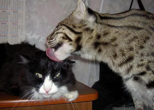 PSG阵型调整频繁影响战术稳定性