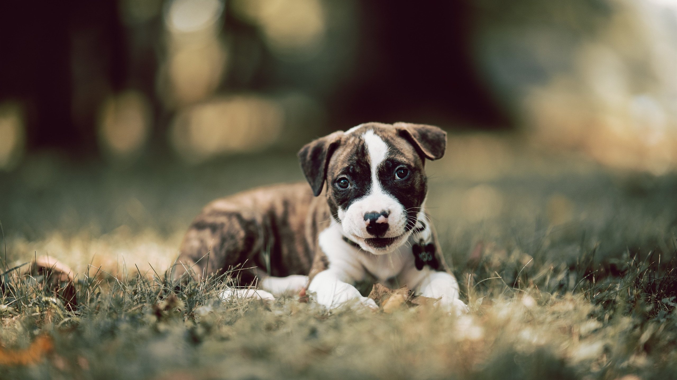 PSG阵型调整频繁影响战术稳定性