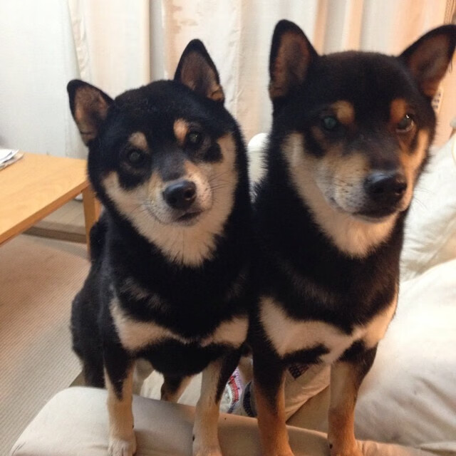 加拿大队在国际乒联混合团体世界杯中出色的战术执行,加拿大乒乓球队2021