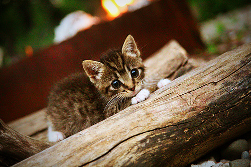 海湾者青年军成长迅速，未来可期，海湾军备竞赛一触即发