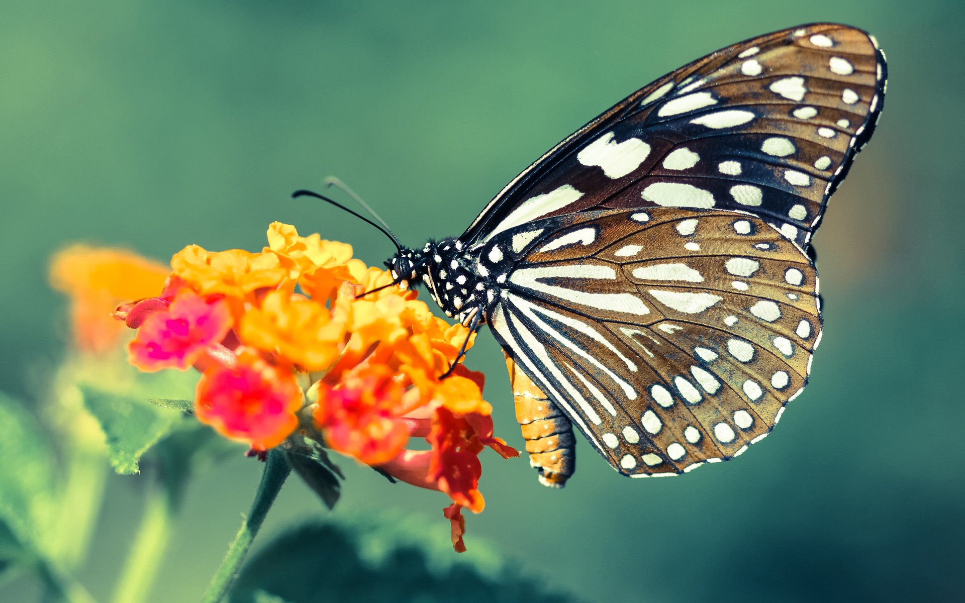 球员在节奏高压中应如何分配注意力资源