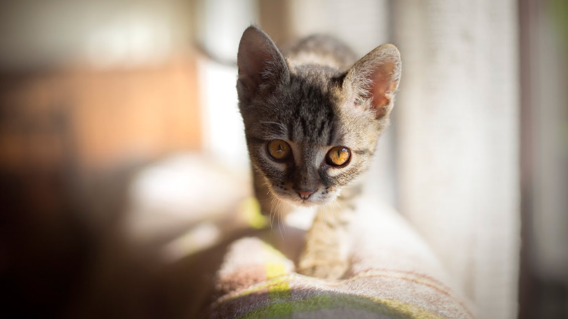 羽毛球赛引入现场分析技术辅助教练,羽毛球赛人员安排