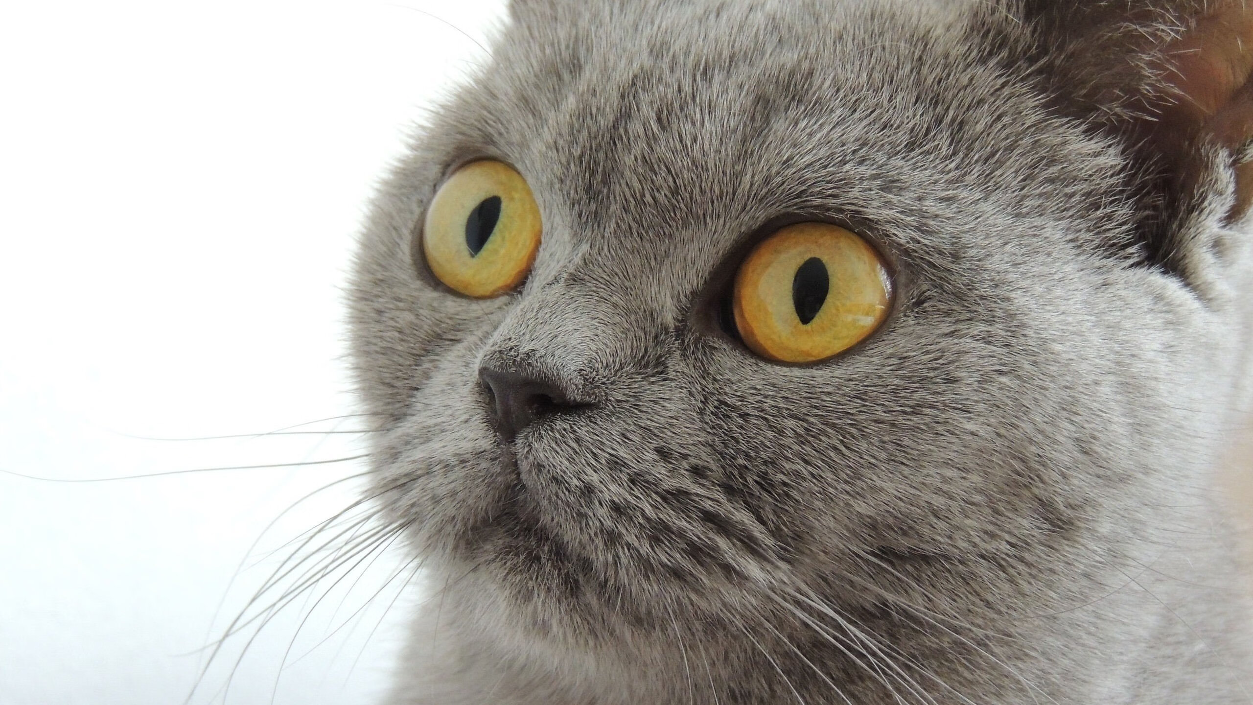 职业联赛球迷参与度为何难提升,职业联赛球迷参与度为何难提升呢