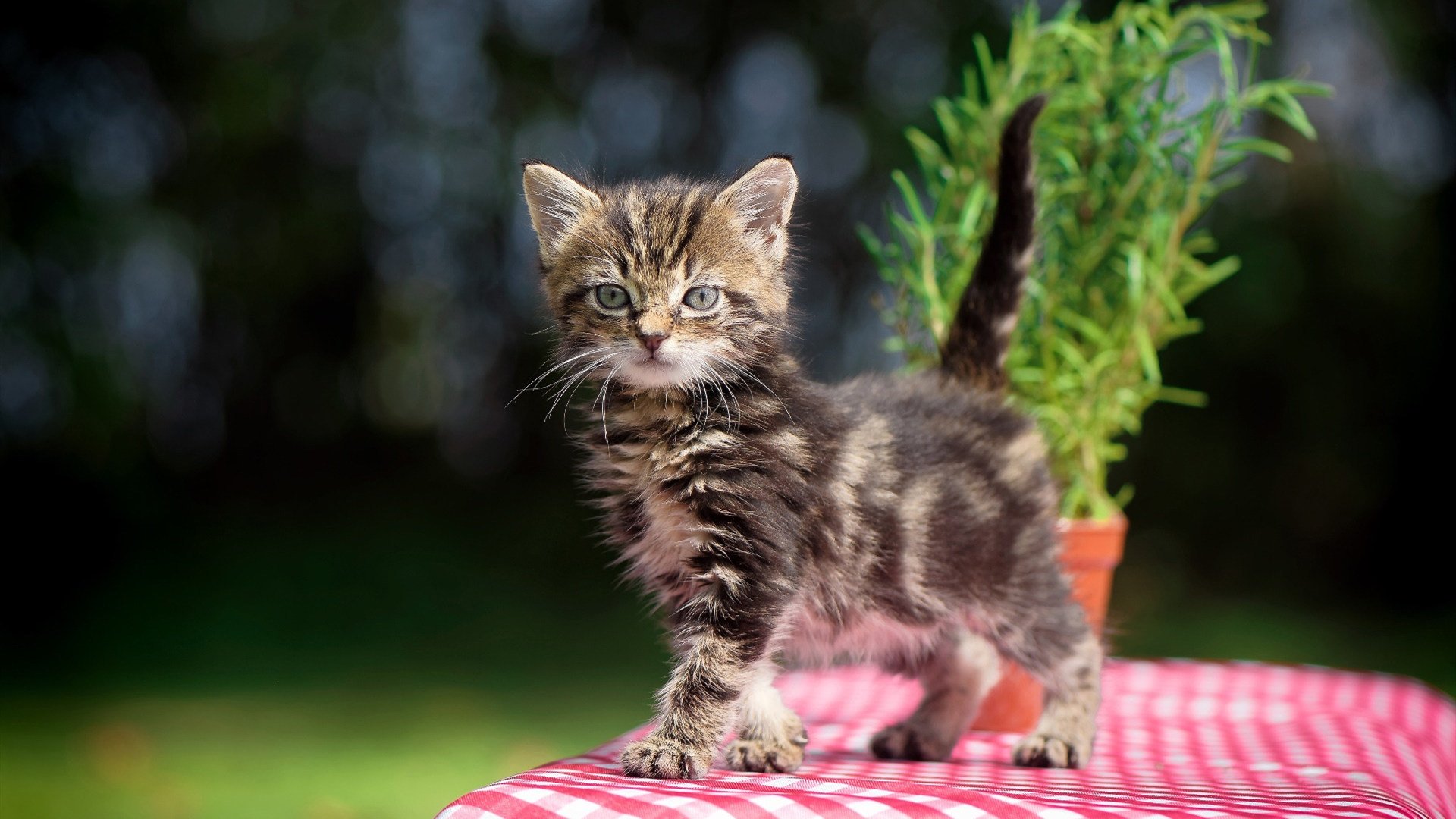 花样滑冰比赛精彩纷呈,花样滑冰比赛的视频(中国)