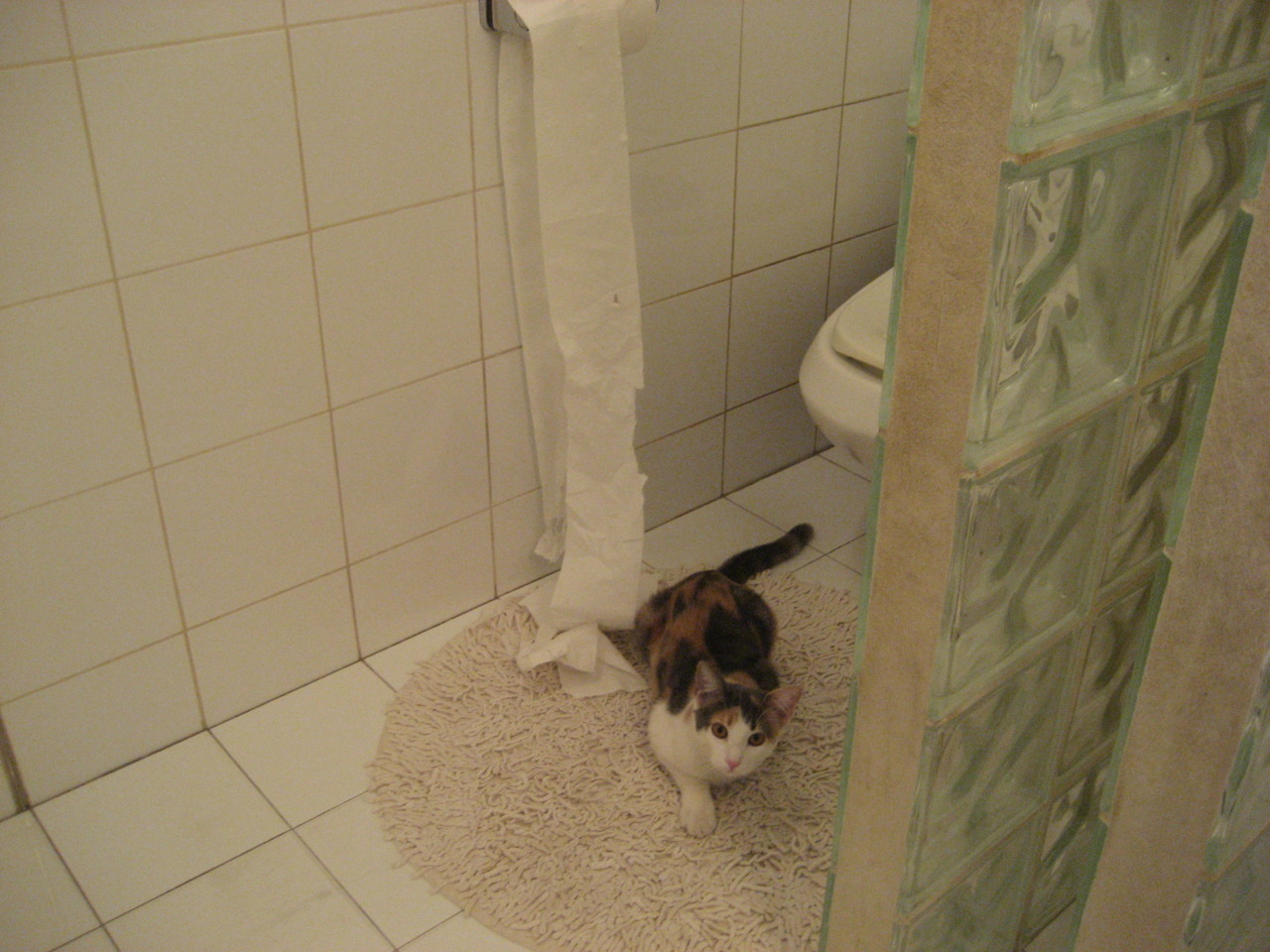 赛制对比:德国队在国际乒联混合团体世界杯的优势与劣势,德国乒超联赛