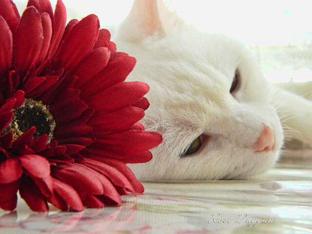 都灵持续稳定表现提升积分排名,都灵态度怎么样