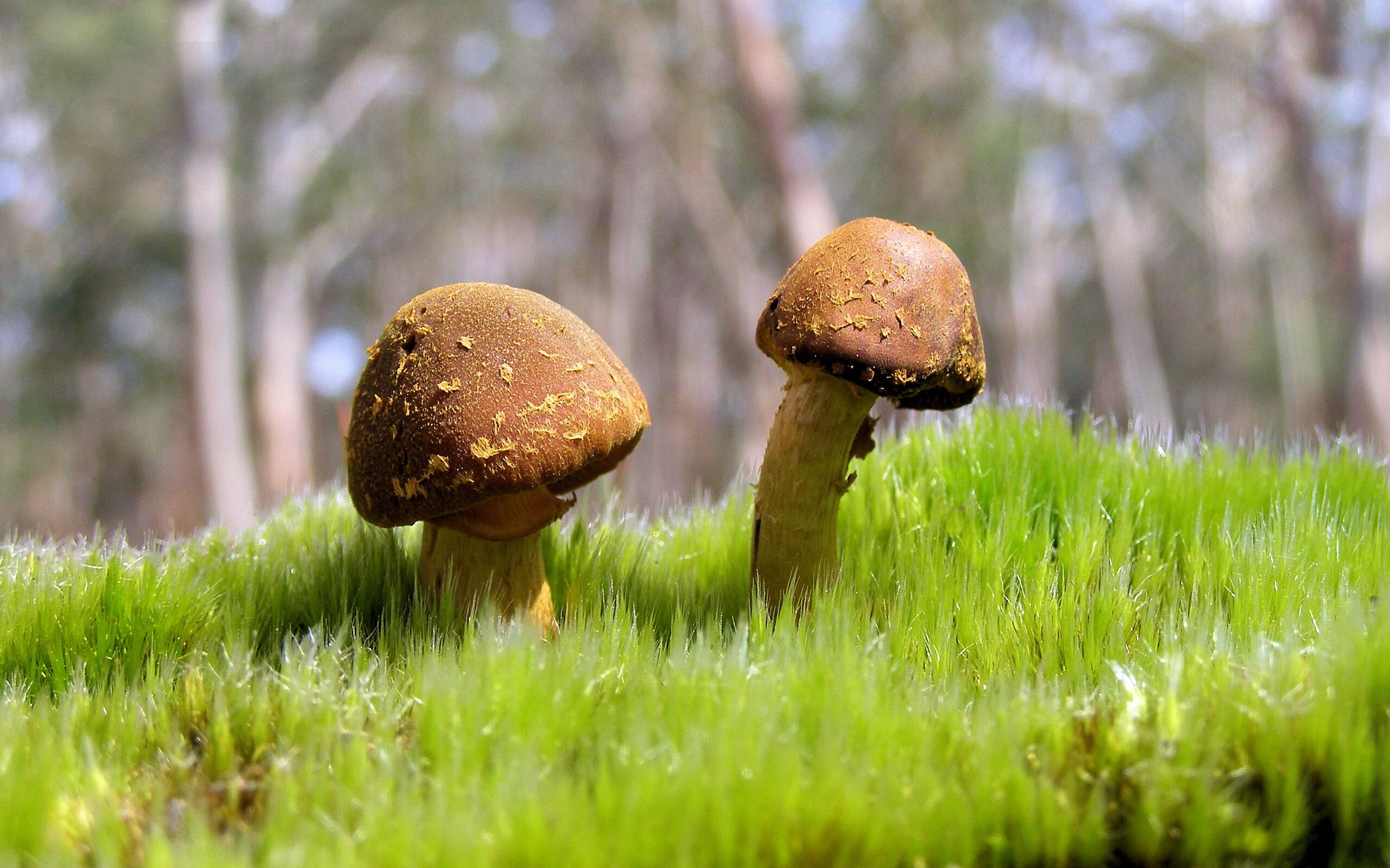 “安赫尔·巴尔博萨的反应速度与精准突破,成为美洲狮队的得分关键”