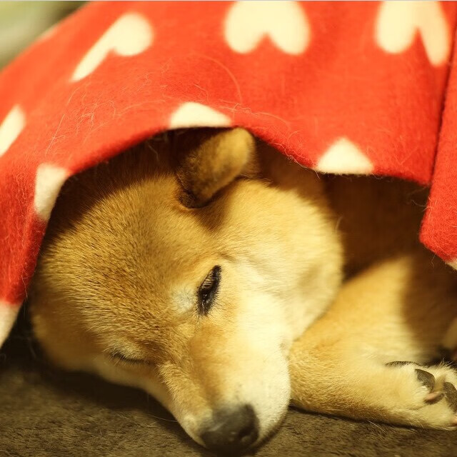 中国篮协与科技公司合作推进智慧裁判系统测试阶段,中国篮球裁判网址