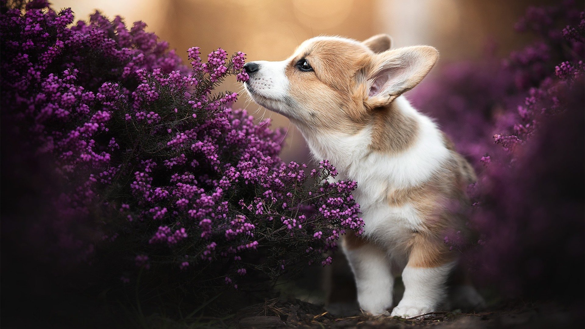 冠军杯赛程揭晓,夺冠热门名单提前浮现,冠军杯百科