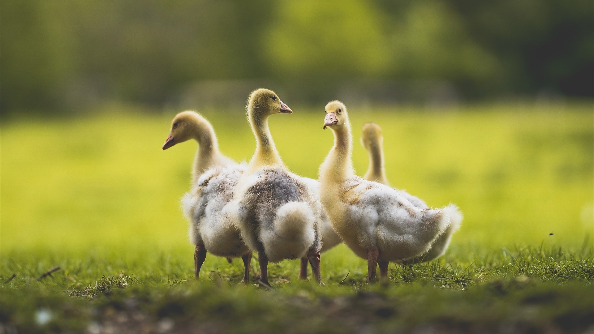 巴黎圣日耳曼继续领跑法甲,提前锁定冠军目标