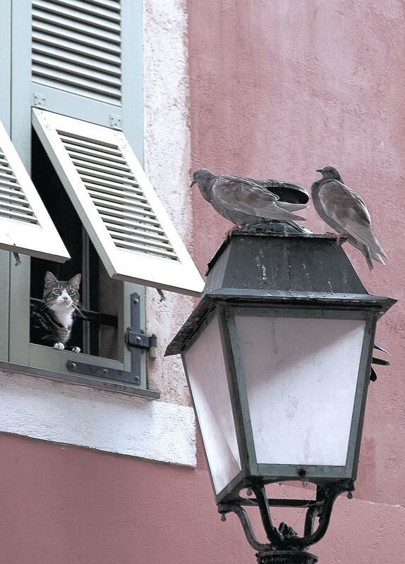 意甲快速反击:势如破竹,惊艳全场!,意甲对阵