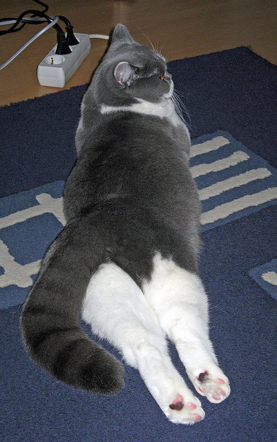 普劳德:50米蝶泳讲究极致节奏,五十米蝶泳记录