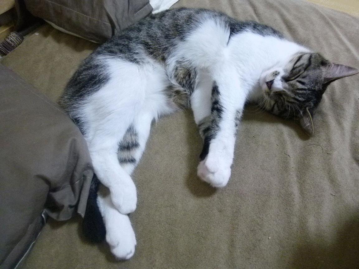 科特迪瓦男篮在非洲锦标赛中持续升温,迈向更高目标,科特迪瓦男足