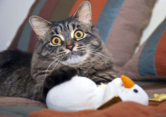 美洲杯明星多场精彩:突破、助攻、精彩纷呈!,美洲杯明星球员