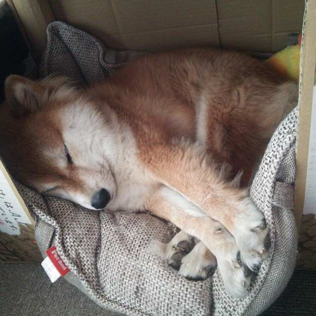 美洲杯燃情激战:团队合作与个人奇迹的融合,美洲 杯