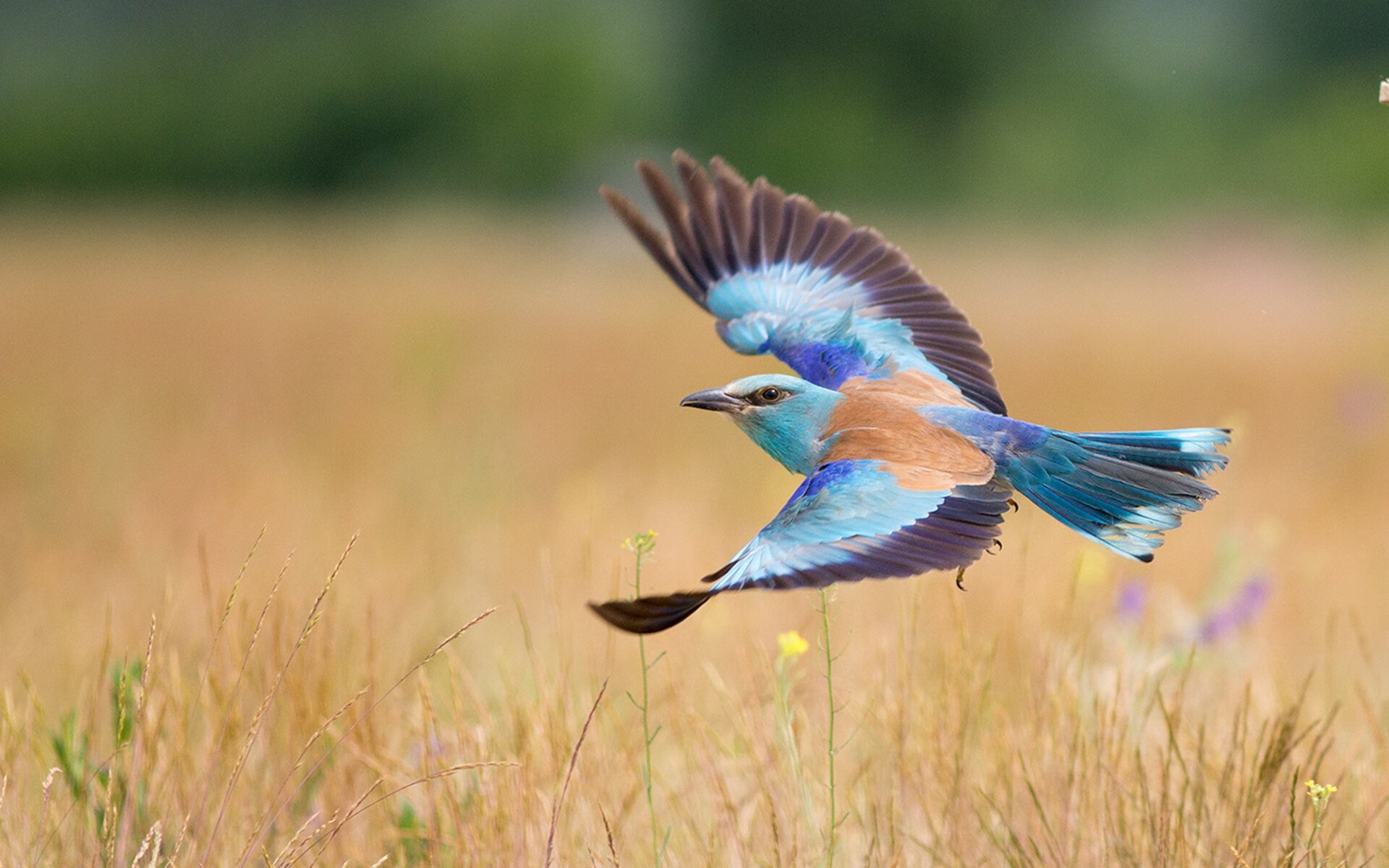 自由泳中距离吉尔吉斯斯坦发挥出色,自由泳合集