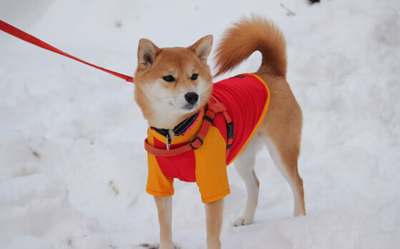 中国足球联赛中本土球员与外援共存状态分析，中国足球队外援队员名单
